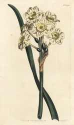 Narcissus a bouquet - Kimppukukkainen narsissi, Narcissus tazetta (vaaleankuppiinen valkoinen puutarhanarsissi; Narcissus orientalis) - F. Sansom Jr.:n käsinvärinen kuparikaiverrus Sydenham Edwardsin kuvituksen jälkeen William Curtisin Botanical Magazista