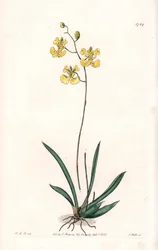 Orkidea: Variete Tolumnia guianensis, endeeminen Haitissa ja Santo Domingossa - S.Wattsin kaivertama levy Sarah Anne Draken (1803-1857) kuvituksesta, Englannin Sydenham Edwardsin (1768-1819) kasvitieteellisestä rekisteristä