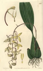 Orkidealajike Cirrhaea - Loddigesin cirrhaea-orkidea, Cirrhaea loddigesii. S. Wattsin käsinvärinen kuparikaiverrus Miss Sarah Draken kuvituksen jälkeen Sydenham Edwardsin kasvitieteellisestä rekisteristä, Ridgeway, Lontoo