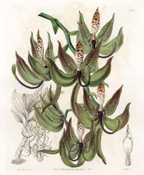 Orkidea: Variety of Cycnoche - S.Wattsin kaiverrettu taulu Sarah Anne Draken (1803-1857) kuvituksesta, Englannin Sydenham Edwardsin (1768-1819) kasvitieteellisestä rekisteristä