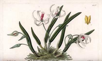 Orkidea: miniatyyri leptoottien lajike - S.Wattsin kaivertama levy, Sarah Anne Draken (1803-1857) kuvituksesta, Englannin Sydenham Edwardsin (1768-1819) kasvitieteellisestä rekisteristä