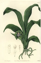 Orkidealajike - Pabstia viridis orkidea (Vihreä maxillaria, Maxillaria viridis). S. Wattsin käsinvärinen kuparikaiverrus Miss Sarah Draken kuvituksen jälkeen Sydenham Edwardsin kasvitieteellisestä rekisteristä, Ridgeway, Lontoo