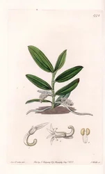 Orkidea: variete de camphylocentrum - S.Wattsin kaivertama levy, Sarah Anne Draken (1803-1857) kuvituksesta, Englannin Sydenham Edwardsin (1768-1819) kasvitieteellisestä rekisteristä