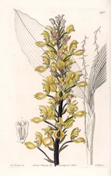 Orkidea: Govenian lajike - S.Wattsin kaivertama levy, Sarah Anne Draken (1803-1857) kuvituksesta, Englannin Sydenham Edwardsin (1768-1819) kasvitieteellisestä rekisteristä