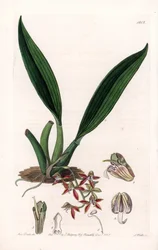 Orkidea: makradenian lajike, kotoisin Guayanasta - S.Wattsin kaivertama levy, Sarah Anne Draken (1803-1857) kuvituksesta, Sydenham Edwardsin (1768-1819) kasvitieteellisestä rekisteristä Englannista
