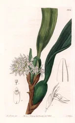 Orkidea: yläleuan lajike, kotoisin Etelä-Amerikasta - S.Wattsin kaivertama levy, Sarah Anne Draken (1803-1857) kuvituksesta, Englannin Sydenham Edwardsin (1768-1819) kasvitieteellisestä rekisteristä