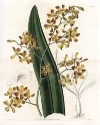 Orkidea: erilainen epidendrum - S. Wattsin kaivertama levy, Sarah Anne Draken (1803-1857) kuvituksesta, Sydenham Edwardsin (1768-1819), Englannin kasvitieteellisestä rekisteristä