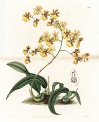 Orkidea: Brasilian epifyyttisen oncidiumin lajike - S. Wattsin kaivertama levy, Sarah Anne Draken (1803-1857) kuvituksesta, Englannin Sydenham Edwardsin (1768-1819) kasvitieteellisestä rekisteristä