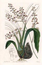 Orkidea: lajike eulophia - S.Wattsin kaivertama levy, Sarah Anne Draken (1803-1857) kuvituksesta, Sydenham Edwardsin (1768-1819) kasvitieteellisestä rekisteristä, Englannista