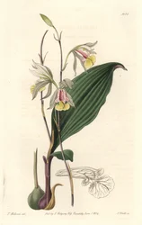 Orchidee, American Bletia - Water Forte, kirjoittanut S. Watts T. Hollandin kuvituksesta, kasvitieteellisestä rekisteristä