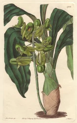 Orchidee Catasetum, kotoisin Brasiliasta - S. Wattsin kirjoittama Water forte Sarah Anne Draken (1803-1857) kuvituksesta, Botanical Registeristä.