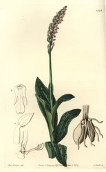 Orchidee neotine - Tiheäkukkainen orkidea, Neotinea maculata (yksikokoinen aceras, Aceras secundiflora). S. Wattsin käsinvärinen kuparikaiverrus Miss Sarah Draken kuvituksen jälkeen Sydenham Edwardsin kasvitieteellisestä rekisteristä, Ridgeway, Lontoo