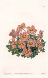 Oxalis Variete - S.Wattsin kaivertama levy Sarah Anne Draken (1803-1857) kuvituksesta, Englannin Sydenham Edwardsin (1768-1819) kasvitieteellisestä rekisteristä