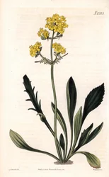 Patrinia sibirica (altailainen valeriaana, Valeriana ruthenica). Weddellin käsinvärinen kuparikaiverrus Sydenham Edwardsin kuvituksen jälkeen Samuel Curtisin "" Botanical Magazine" -lehdestä Lontoossa