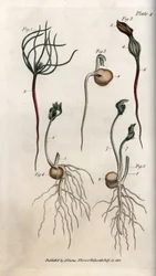 Herneet, palkokasvien siemeniä itämisen eri vaiheissa. Väritetty kuparikaiverrus, Sydenham Edwardsin (1768-1819) kuvitus teokseen Conferences of Botanical, Lambethin kasvitieteellinen puutarha (Englanti)