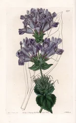 Penstemon Variete - S.Wattsin kaivertama levy Sarah Anne Draken (1803-1857) kuvituksesta, Englannin Sydenham Edwardsin (1768-1819) kasvitieteellisestä rekisteristä