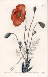 Persian Poppy Variete - Kaiverrus S.Watts, Sarah Anne Draken (1803-1857) kuvituksesta, Englannin Sydenham Edwardsin (1768-1819) kasvitieteellisestä rekisteristä
