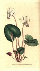 Persialainen syklaami tai syklameni kukkakaupat - persialainen syklaami, Cyclamen persicum. Käsinvärinen kuparikaiverrus James Sowerbyn kasvitieteellisen kuvituksen mukaan William Curtisin The Botanical Magazinesta, Lambeth Marsh, Lontoo