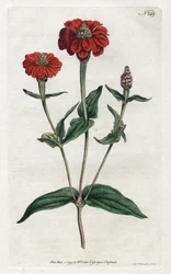 Perun zinnia tai bresine - Sydenham Edwardsin (1768-1819) litografia, William Curtisin (1746-1799) kasvitieteellinen aikakauslehti
