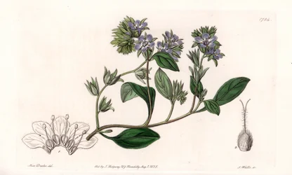 Phacelia, Kalifornian endeeminen - Kaiverrus S.Watts, Sarah Anne Draken (1803-1857) kuvituksesta, Englannin Sydenham Edwardsin (1768-1819) kasvitieteellisestä rekisteristä