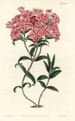 Phlox de la Caroline tai Jaume Saint Hilaire - Fraserin karvainen floksi, Phlox amoena. F. Sansom Jr.:n käsinvärinen kuparikaiverrus Sydenham Edwardsin kuvituksen jälkeen William Curtisin kasvitieteellisestä lehdestä, T. Curtis, Lontoo