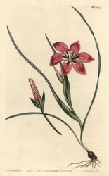 Vaaleanpunainen froetang, Romulea flava (Blush trichonema, Trichonema pudicum). F. Sansom Jr.:n käsinvärinen kuparikaiverrus Sydenham Edwardsin kuvituksen jälkeen William Curtisin kasvitieteellisestä lehdestä, T. Curtis, Lontoo