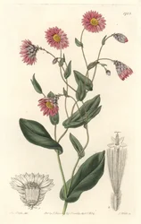 Vaaleanpunainen rhodanthe, kotoisin Australiasta - S. Watts voimakasta vettä Sarah Anne Draken (1803-1857) kuvituksesta kasvitieteellisestä rekisteristä