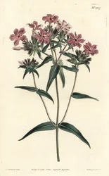 Prairie Phlox - Karvainen floksi tai lychnidea, Phlox pilosa. F. Sansom Jr.:n käsinvärinen kuparikaiverrus Sydenham Edwardsin kuvituksen jälkeen William Curtisin kasvitieteellisestä lehdestä, T. Curtis, Lontoo