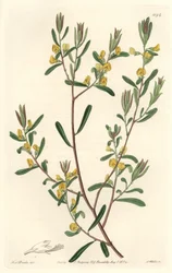 Pultanea flexilis, kotoisin Australiasta - S. Watts voimakasta vettä Sarah Anne Draken (1803-1857) kuvituksesta kasvitieteellisestä rekisteristä