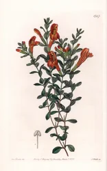 Red Clinopode Variete - Kaiverrus S. Watts, Sarah Anne Draken (1803-1857) kuvituksesta, Englannin Sydenham Edwardsin (1768-1819) kasvitieteellisestä rekisteristä