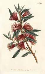 Huuhtelupullositriini, pullonhuuhtelu tai punainen pinsikasvi - Crimson pulloharja, Callistemon citrinus (Harsh-Lev