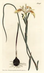 Rullalehtinen moraea, Moraea angusta. F. Sansom Jr.:n käsinvärinen kuparikaiverrus Sydenham Edwardsin kuvituksen jälkeen William Curtisin kasvitieteellisestä lehdestä, T. Curtis, Lontoo