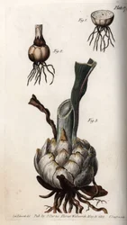 Liljan juuri ja sipuli. Värillinen kuparikaiverrus, Sydenham Edwardsin (1768-1819) kuvitus Lambethin kasvitieteellisen puutarhan kasvitieteelliseen konferenssiin (Englanti)