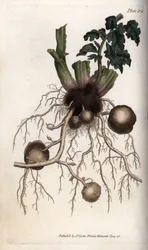 Siemenperunan juuret ja mukulat. Värillinen kuparikaiverrus, Sydenham Edwardsin (1768-1819) kuvitus Lambethin kasvitieteellisen puutarhan kasvitieteelliseen konferenssiin (Englanti)