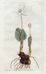 Sanguinaire du Canada - Sydenham Edwardsin (1768-1819) litografia, William Curtisin kasvitieteellisen lehden levy (1746-1799)