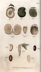 Siemenet ja niiden osat: tavallisten papujen ja viikunansiementen lajikkeet. Värillinen kuparikaiverrus, Sydenham Edwardsin (1768-1819) kuvitus Lambethin kasvitieteellisen puutarhan kasvitieteellinen puutarha (Englanti)