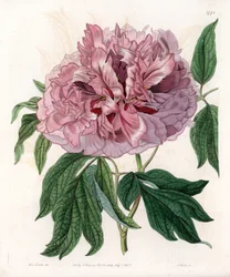 Pensaspioni tai lampaanpioni - S.Wattsin kaiverrettu taulu Sarah Anne Draken (1803-1857) kuvituksesta, Englannin Sydenham Edwardsin (1768-1819) kasvitieteellisestä rekisteristä