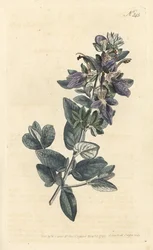 Pensainen germander, Teucrium fruticans (Teucrium latifolium) - Sansomin käsinvärinen kuparikaiverrus Sydenham Edwardsin kuvituksen jälkeen William Curtisin kasvitieteellisestä lehdestä Lontoossa