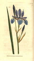 Siperian Iris - Siperian iiris, Iris sibirica. Käsinvärinen kuparikaiverrus James Sowerbyn kasvitieteellisen kuvituksen mukaan William Curtisin The Botanical Magazinesta, Lambeth Marsh, Lontoo