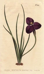 Silkkinen patersonia tumman violetilla kukalla. Nimetty eversti Patersonin mukaan, joka tutki Australian kasvistoa. Silkkinen patersonia tumman violetilla kukalla. Australian syntyperäinen. Nimetty eversti Patersonin, Uuden Etelä-Walesin apulaiskuvernöörin