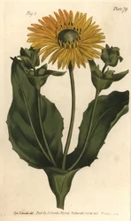 Silphium tai hartsiruoho, Silphium asteriscus, Polygamia nessaria. F. Sansomin käsinvärinen kuparikaiverrus Sydenham Edwardsin kasvitieteellisestä kuvituksesta William Curtisin kasvitieteen luentoihin, sellaisena kuin se on toimitettu Lambethin kasvitietee