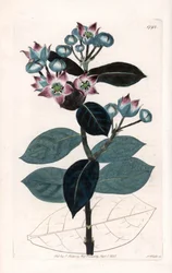 Sodom Apple Tree tai Silk Tree - S.Wattsin kaivertama levy, Sarah Anne Draken (1803-1857) kuvituksesta, Englannin Sydenham Edwardsin (1768-1819) kasvitieteellisestä rekisteristä
