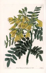 Etelä-Amerikan sophora variete - Kaiverrus S.Watts, Sarah Anne Draken (1803-1857) kuvituksesta, Englannin Sydenham Edwardsin (1768-1819) kasvitieteellisestä rekisteristä