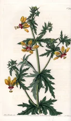 Spicy Poppy - S.Wattsin kaivertama lautanen, Sarah Anne Draken (1803-1857) kuvituksesta, Englannin Sydenham Edwardsin (1768-1819) kasvitieteellisestä rekisteristä