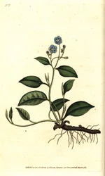 Spring Omphalodes tai Printaniere Little Purasruoho - Hiipivä navalwort, Omphalodes verna (sininen navalwort, Cynoglossum omphalodes). Käsinvärinen kuparikaiverrus James Sowerbyn kasvitieteellisen piirroksen mukaan William Curtisin The Botanical Magazinest