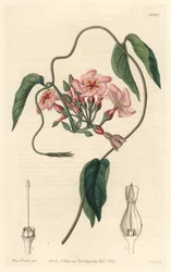 Stellar echite, kotoisin Brasiliasta - S. Wattsin vesiforte Sarah Anne Draken (1803-1857) kuvituksesta kasvitieteellisestä rekisteristä