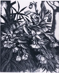 Stinking Hellebore, Nature in Britain julkaisija Collins