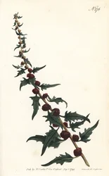 Mansikkapinaatti patongissa - Lehtevä savikka, Chenopodium foliosum (Mansikkasavikka, Blitum virgatum). Sansomin kaivertama Sydenham Edwardsin kuvituksen mukaan William Curtisin Botanical Magazine -lehdestä, Lontoo