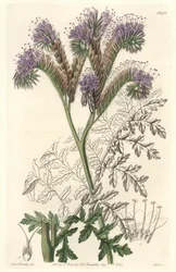Tansy leaf phacelia, kotoisin Kaliforniasta - S. Wattsin vesiforte Sarah Anne Draken (1803-1857) kuvituksesta kasvitieteellisestä rekisteristä