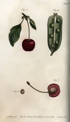 Herneen siemen (palkokasvit) ja osa kirsikan (tai villikirsikan tai lintujen) hedelmästä. Värillinen kuparikaiverrus, Sydenham Edwardsin (1768-1819) kuvitus Lambethin kasvitieteellisen puutarhan kasvitieteelliseen konferenssiin (Englanti)
